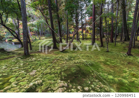 Saihoji Kokedera Temple Saihoji Kokedera Temple 120998451