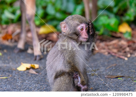 屋久猿:一個有問題的世界自然遺產,屋久島(夏季) 屋久猿:一個有問題的世界自然遺產,屋久島(夏季) 120998475