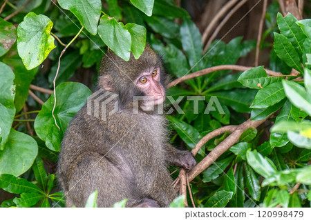 Yakushima World Natural Heritage Monkeys (July) Relaxing Yakuza Monkeys 120998479