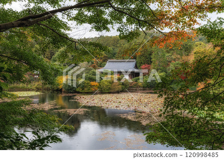 Ryoanji Kyoyochi Pond Ryoanji Kyoyochi Pond 120998485
