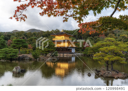 Kinkakuji golden pavilion during autumn 120998491
