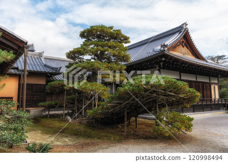 Ship shaped Pine Rikusyu no Matsu 120998494