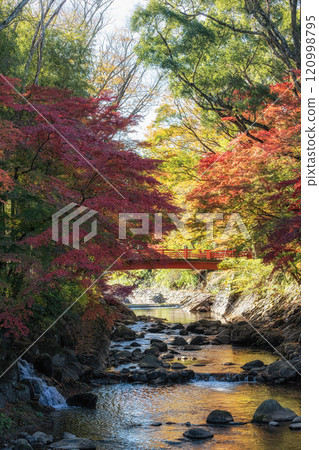 Katsura River Autumn Foliage Scenery Katsura River Autumn Foliage Scenery 120998795