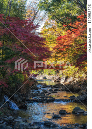 Katsura River Autumn Foliage Scenery 120998798
