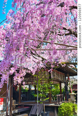 翠花天滿宮美麗的垂櫻(京都府京都市上京區) 翠花天滿宮美麗的垂櫻(京都府京都市上京區) 120998977