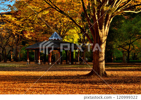 Early morning, late autumn, Yoyogi Park, deciduous broadleaf trees, zelkova leaves 120999322