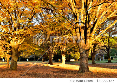 Early morning, late autumn, Yoyogi Park, deciduous broadleaf trees, zelkova leaves 120999327
