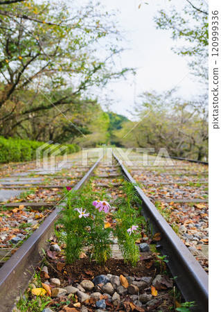 [Keage Incline] Beautiful flowers blooming in the middle of the former railway tracks 120999336