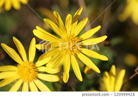 Yellow flowers of Euryops daisy blooming in the autumn garden Yellow flowers of Euryops daisy blooming in the autumn garden 120999428