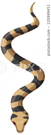 Top View of a Striped Snake 120999451