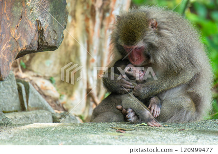 黑幫獼猴母子梳理毛髮 世界自然遺產屋久島（夏季） 120999477