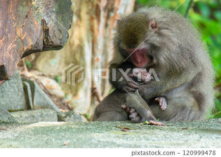 黑幫獼猴母子梳理毛髮 世界自然遺產屋久島（夏季） 120999478