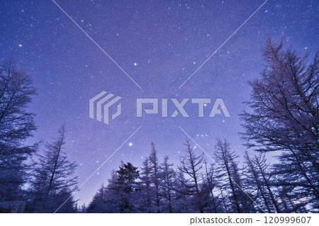 Starry sky seen from the winter forest Starry sky seen from the winter forest 120999607