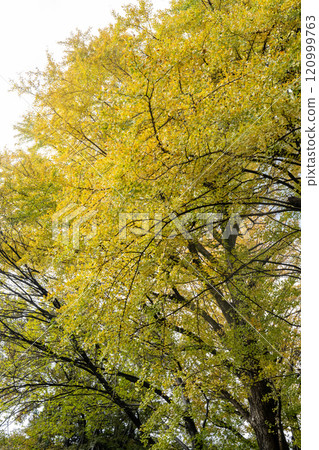 秋天的六義園～舊岩崎亭公園 120999763