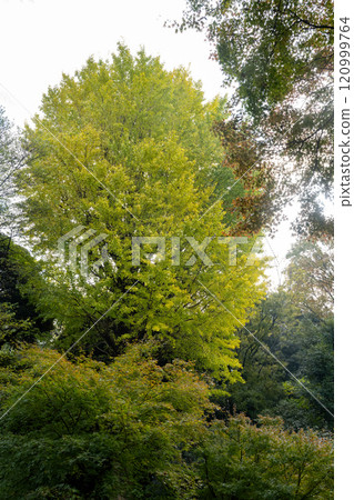 Autumn colors at Rikugien Garden ~ Kyu-Iwasaki-tei Park 120999764