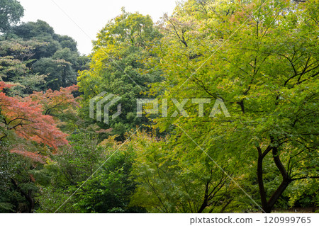 Autumn colors at Rikugien Garden ~ Kyu-Iwasaki-tei Park Autumn colors at Rikugien Garden ~ Kyu-Iwasaki-tei Park 120999765
