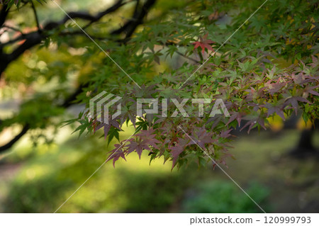 Autumn colors at Rikugien Garden ~ Kyu-Iwasaki-tei Park 120999793