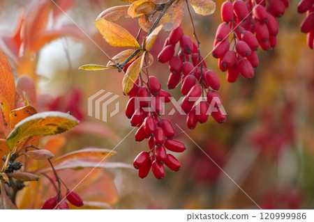 Close-up of vibrant red berberis vulgaris berries clustered on leafy branches Close-up of vibrant red berberis vulgaris berries clustered on leafy branches 120999986