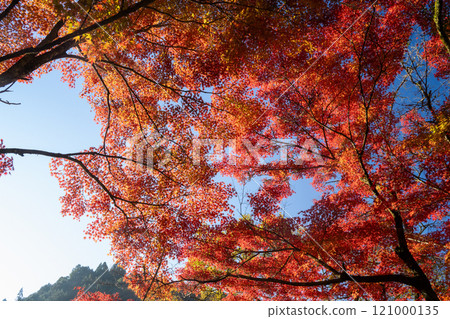 Fragrant Karami River in autumn 121000135