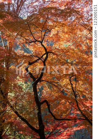 Fragrant Karami River in autumn Fragrant Karami River in autumn 121000151