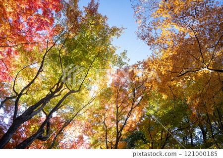 Fragrant Karami River in autumn Fragrant Karami River in autumn 121000185