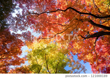 Fragrant Karami River in autumn Fragrant Karami River in autumn 121000189