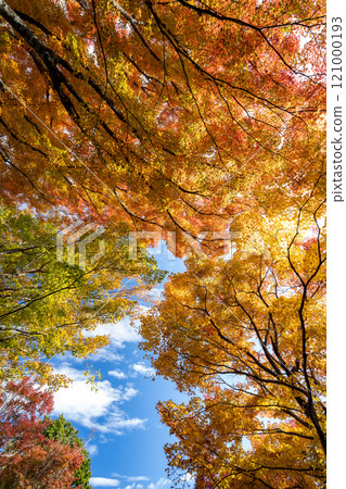秋天香火Karami河 秋天香火Karami河 121000193