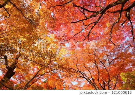 Autumn leaves filling the sky in the grounds of Jojakkoji Temple, Kyoto [December] 121000612