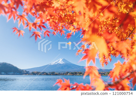 「山梨縣」河口湖和富士山的紅葉 121000754