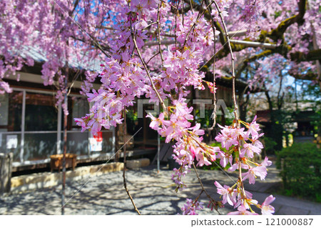 翠花天滿宮美麗的垂櫻(京都府京都市上京區) 翠花天滿宮美麗的垂櫻(京都府京都市上京區) 121000887