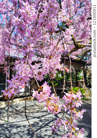 Beautiful weeping cherry blossoms at Suika Tenmangu Shrine (Kamigyo Ward, Kyoto City, Kyoto Prefecture) Beautiful weeping cherry blossoms at Suika Tenmangu Shrine (Kamigyo Ward, Kyoto City, Kyoto Prefecture) 121000911
