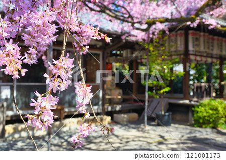 Beautiful weeping cherry blossoms at Suika Tenmangu Shrine (Kamigyo Ward, Kyoto City, Kyoto Prefecture) Beautiful weeping cherry blossoms at Suika Tenmangu Shrine (Kamigyo Ward, Kyoto City, Kyoto Prefecture) 121001173