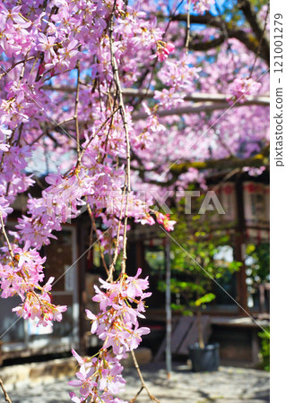 翠花天滿宮美麗的垂櫻（京都府京都市上京區） 121001279