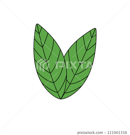 Two green leaves with a white background Two green leaves with a white background 121001338