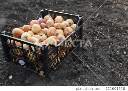 A box of onions is on the ground. mock up 121001618