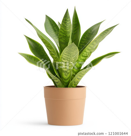 vibrant snake plant with sharp variegated leaves in pot 121001644