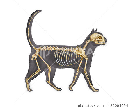 Anatomy of a cat with detailed bones science image on white background. Realistic detailed illustration. Cat skeleton with body silhouette. Feline inner anatomy structure for study 121001994