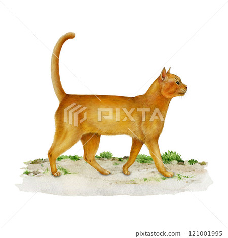 Cute orange cat standing on the ground side view hand drawn illustration isolated. Realistic feline domestic animal. Ginger shorthair cat vintage style element perfect for pet themed design 121001995