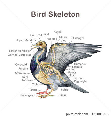 Anatomy of a bird with bone name scheme. Hand drawn detailed illustration. Avian skeleton anatomical table on white background. Bird skeleton anatomy for study, print, table, chart design 121001996