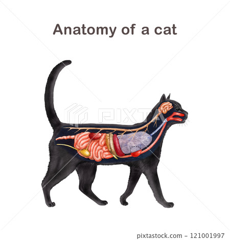 Cat inner anatomy scheme with black silhouette on white background. Hand drawn detailed illustration. Feline internal organs anatomical table. Anatomy of a cat for study, print, table, chart design 121001997