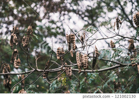 [鮮味久陵公園]秋天來了 121002130