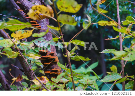 [Umami Hill Park] Parasitic mushrooms on trees 121002131