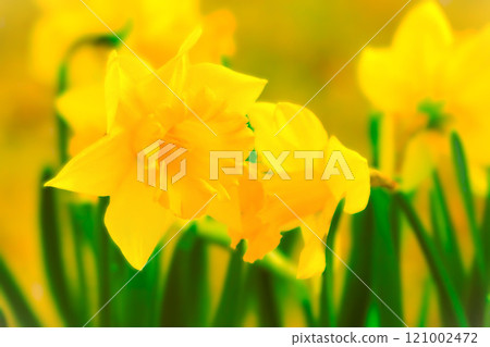 Beautiful trumpet daffodils in full bloom 121002472