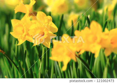 鮮豔的喇叭水仙花盛開 鮮豔的喇叭水仙花盛開 121002473