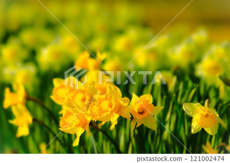 水仙花盛開，簇簇生長 121002474