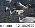 Swans at the waterside 121002635