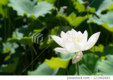 White lotus 121002681