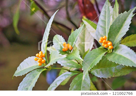 Orange Christmas berries (Winter, December) Orange Christmas berries (Winter, December) 121002766
