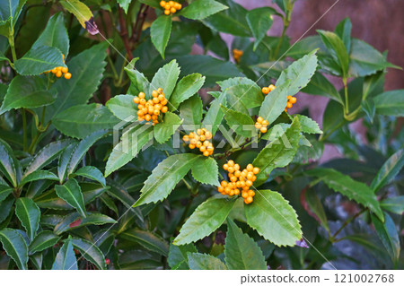 Orange Christmas berries (Winter, December) Orange Christmas berries (Winter, December) 121002768