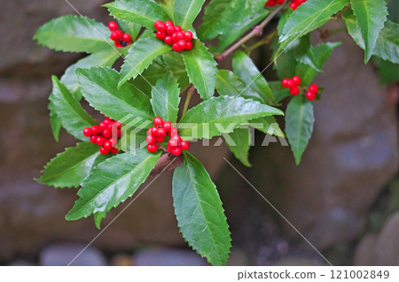 Red Senryo fruit (winter, December) 121002849
